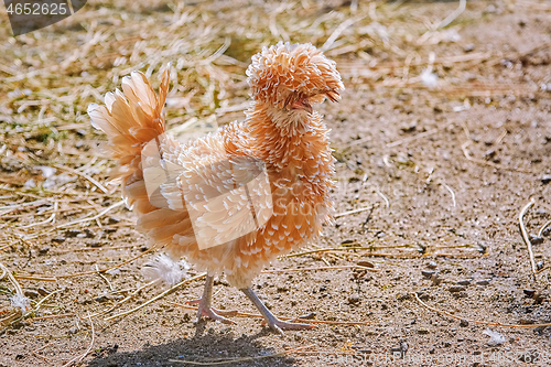 Image of Polish Chicken in the Yard