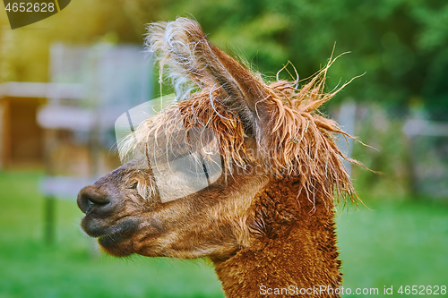 Image of Portrait of Alpaca