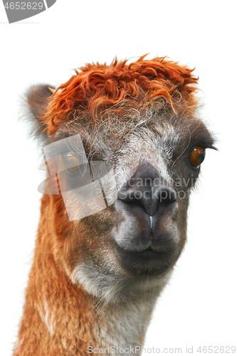 Image of Portrait of Alpaca