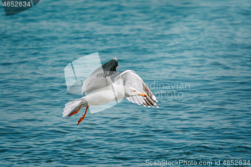 Image of European Herring Gull