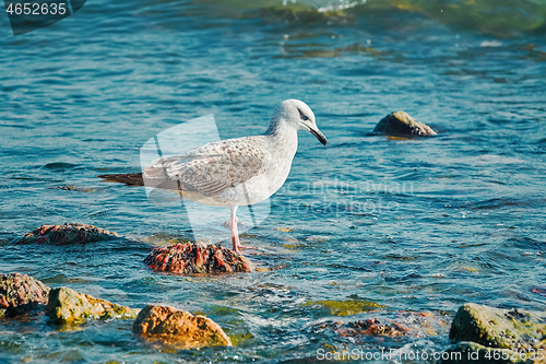 Image of Subadult European Herring Gulls 