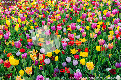Image of Tulip fields in Netherlands