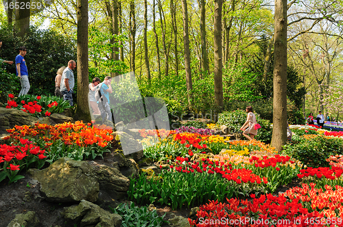 Image of Flower beds of Keukenhof Gardens in Lisse, Netherlands