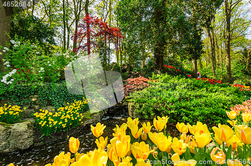 Image of Tulip fields in Netherlands