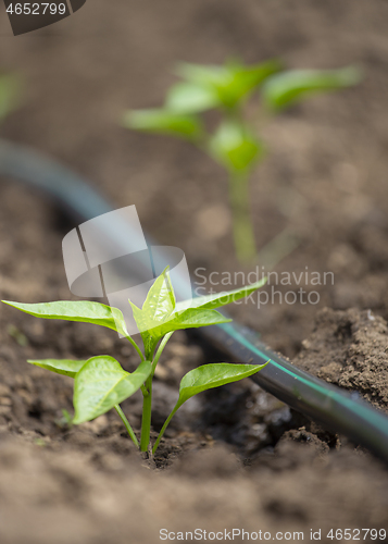 Image of Pepper plants with drip irrigation