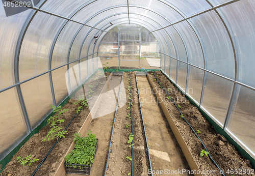 Image of Vegetables in greenhouse drip irrigation