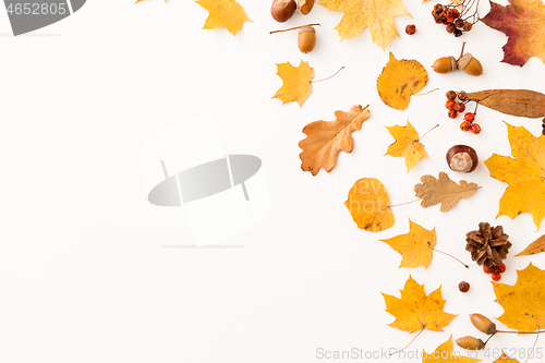 Image of dry autumn leaves, rowanberries and pine cones