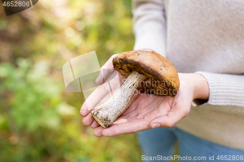 Image of close up of woman hands holding mushroom in forest