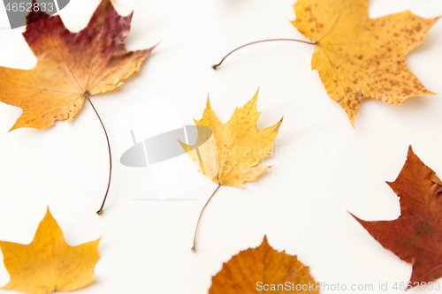 Image of dry fallen autumn leaves on white background