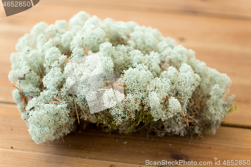 Image of close up of reindeer lichen moss