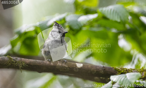 Image of  European crested tit