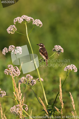 Image of Whinchat (Saxicola rubetra) on wild heliotrope in summer sunset light