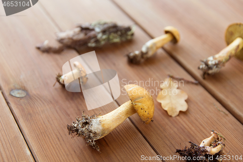 Image of variegated bolete mushrooms on wooden background