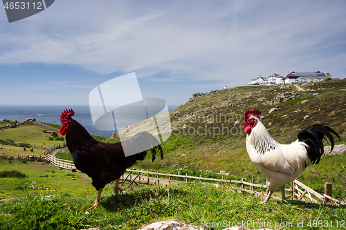 Image of Chicken in Cornwall