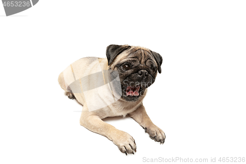 Image of Cute pet dog pug breed sitting and smile with happiness feeling