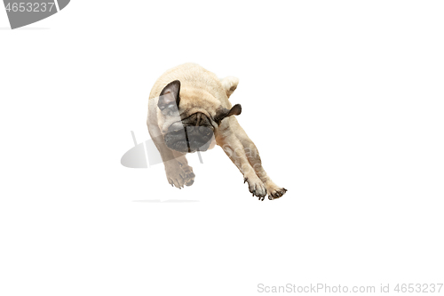 Image of Cute pet dog pug breed jumping with happiness feeling