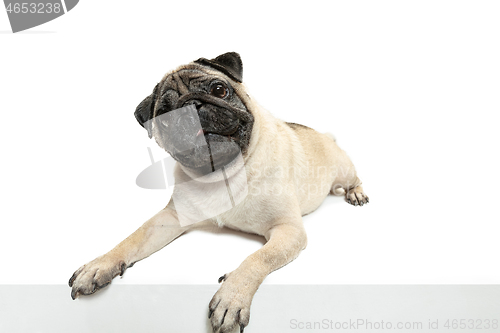 Image of Cute pet dog pug breed sitting and smile with happiness feeling