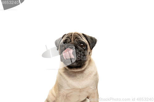 Image of Cute pet dog pug breed sitting and smile with happiness feeling