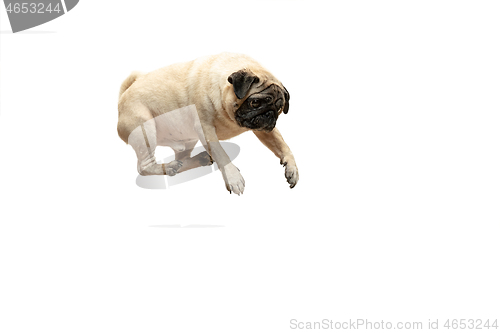 Image of Cute pet dog pug breed jumping with happiness feeling