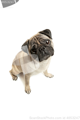 Image of Cute pet dog pug breed sitting and smile with happiness feeling