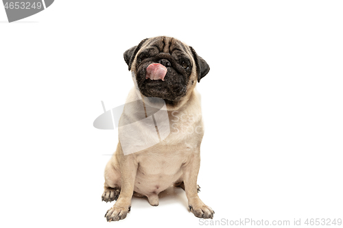 Image of Cute pet dog pug breed sitting and smile with happiness feeling