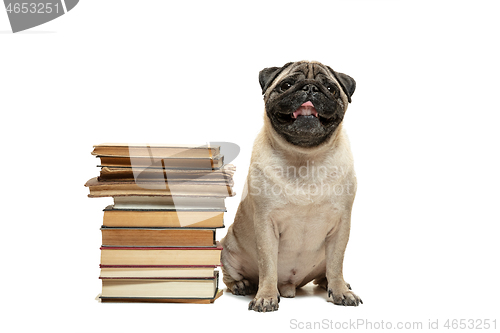 Image of smart intelligent pug puppy dog sitting down between piles of books, on white background