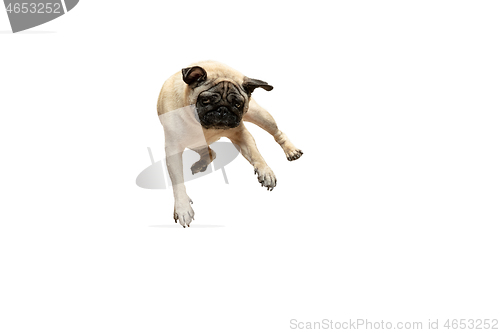 Image of Cute pet dog pug breed jumping with happiness feeling