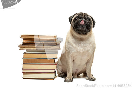 Image of smart intelligent pug puppy dog sitting down between piles of books, on white background