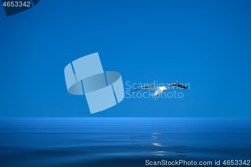 Image of a seagull over the ocean