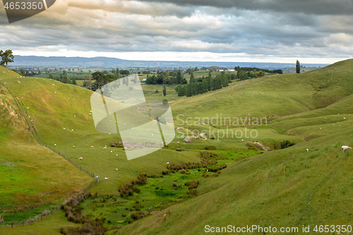 Image of typical rural landscape in New Zealand