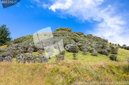 Image of typical rural landscape in New Zealand