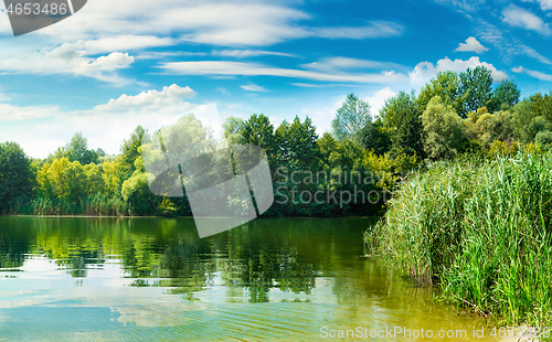 Image of Forest near river