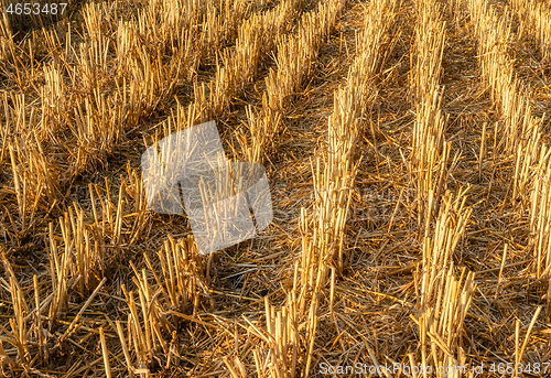 Image of Harvested wheat field