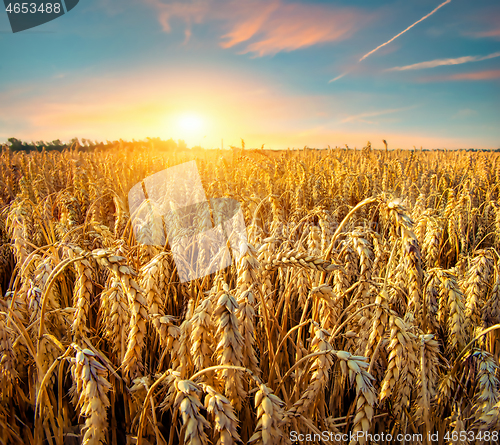 Image of Field of Golden wheat