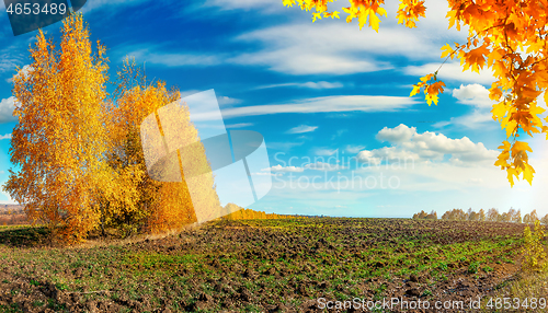 Image of Autumn trees and field
