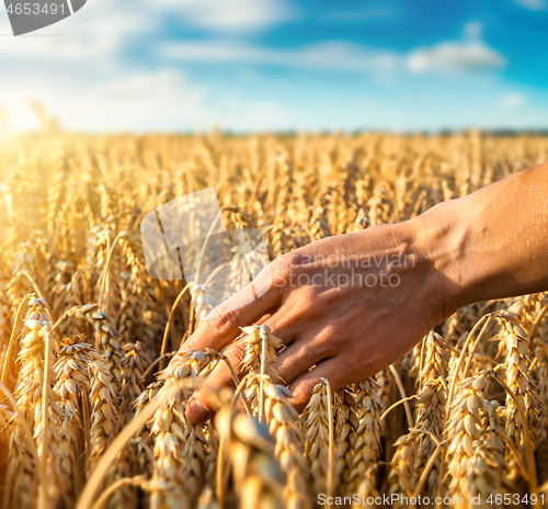 Image of Golden heads of wheat