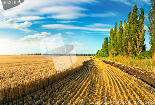 Image of Wheat field landscape