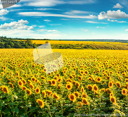 Image of Field in the evening