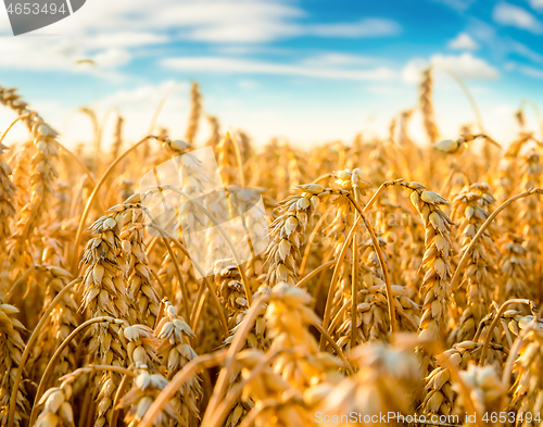 Image of Field of wheat