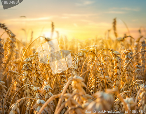 Image of Golden wheat field