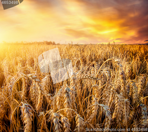 Image of Beautiful wheat field