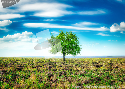 Image of Meadow with big tree