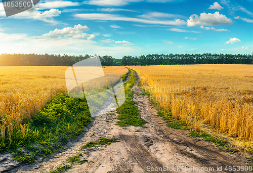 Image of Road through field with wheat