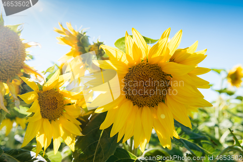 Image of Sunflowers against a blue sky