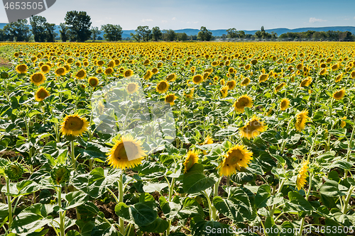 Image of Blooming sunflowers field in France, Europe