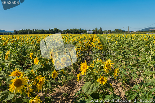 Image of Blooming sunflowers field in France, Europe