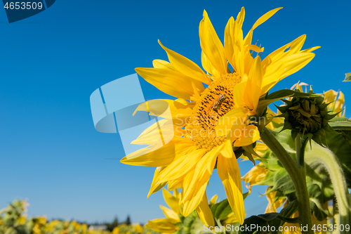 Image of Sunflower against a blue sky with bee