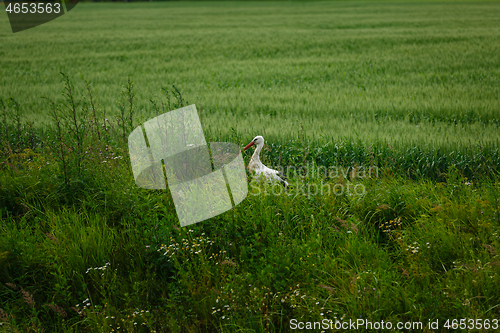 Image of Stork standing on grass field