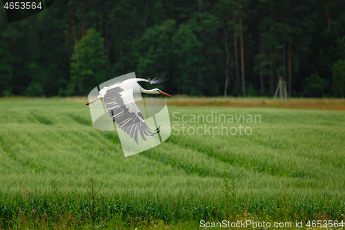 Image of Stork flying on grass field