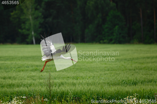 Image of Stork flying on grass field